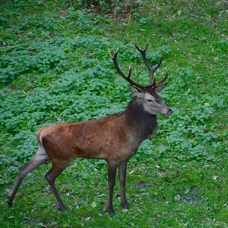 Am Rachental 別荘 *