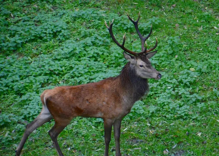 Am Rachental Holiday home *